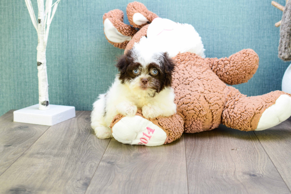 Hypoallergenic Havanese Purebred Pup
