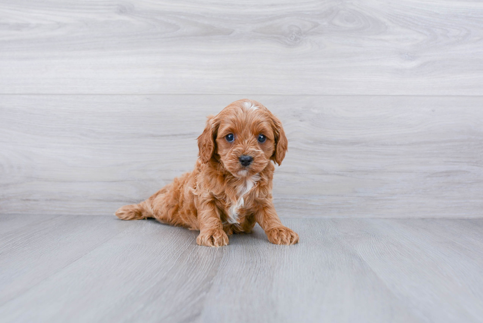 Best Cavapoo Baby