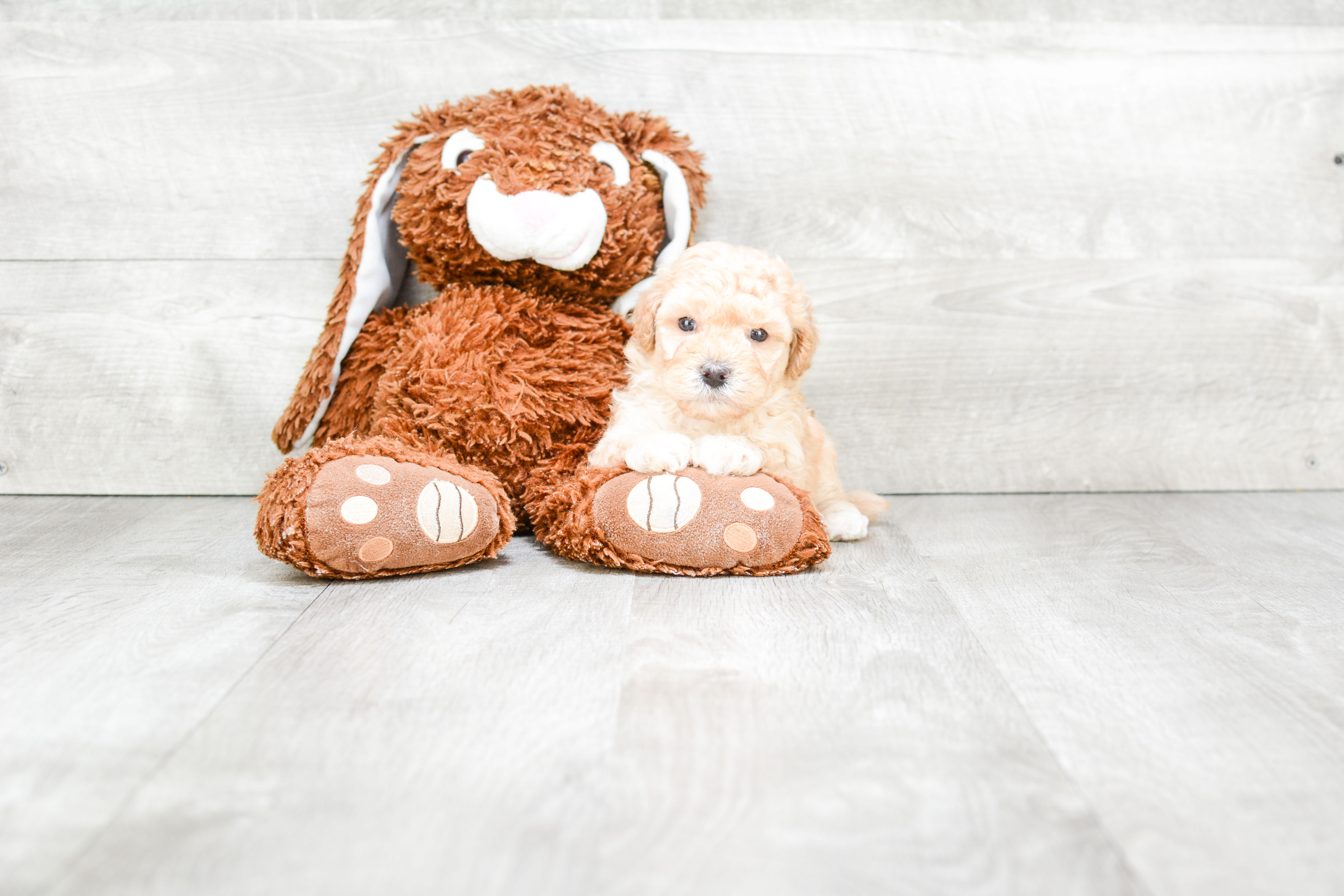 Best Havanese Baby