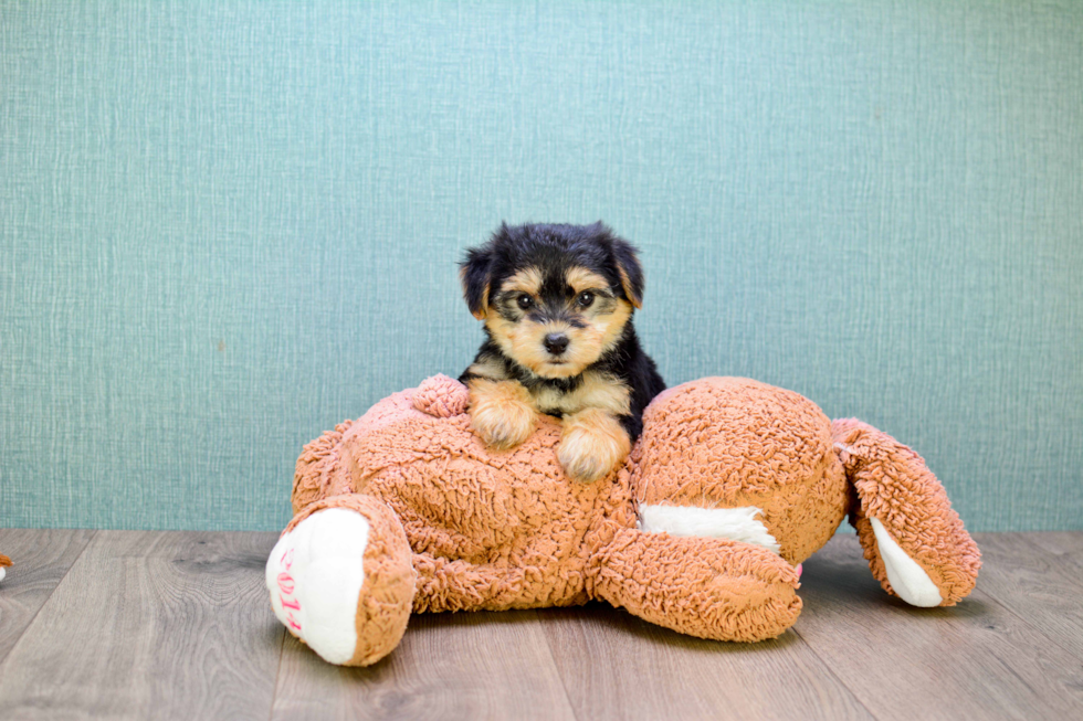 Morkie Puppy for Adoption