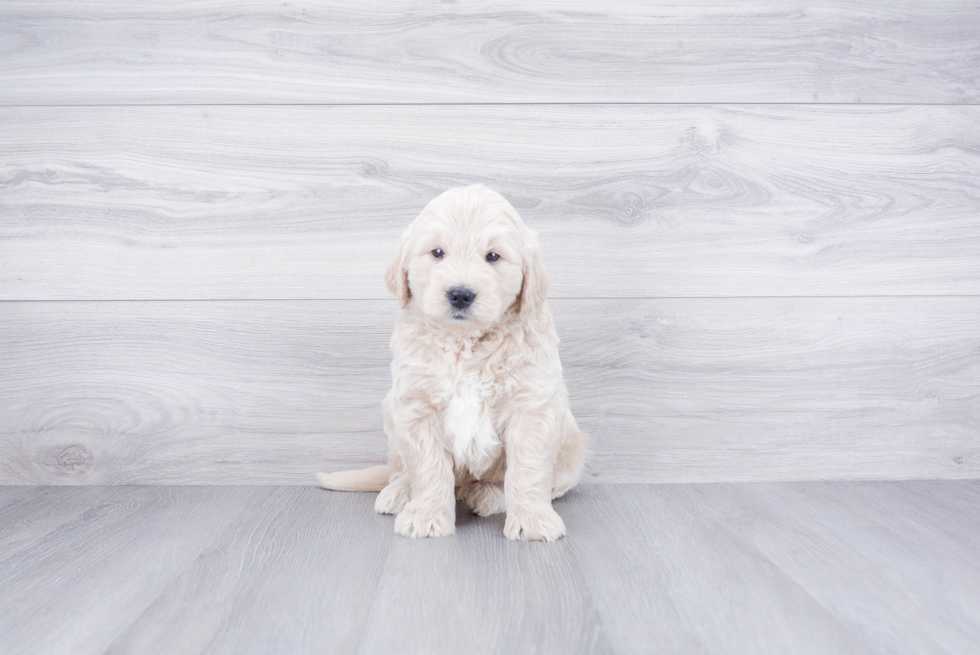 Mini Goldendoodle Pup Being Cute