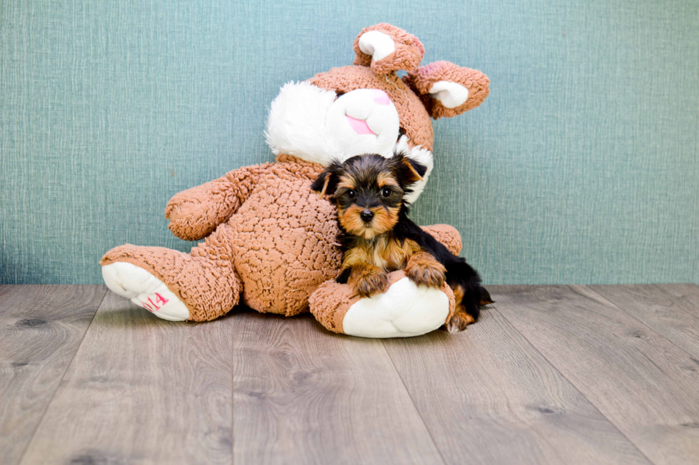 Meet Rebecca - our Yorkshire Terrier Puppy Photo 