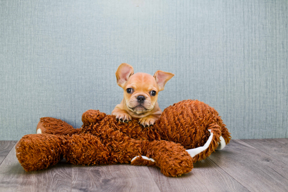 Playful French Bulldog Baby