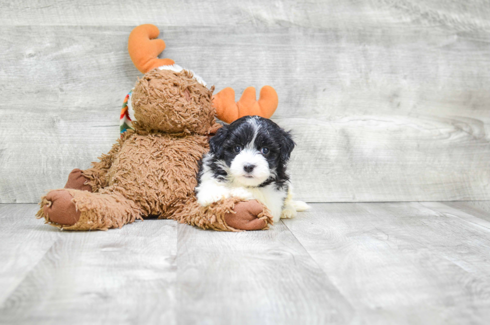 Friendly Havanese Baby