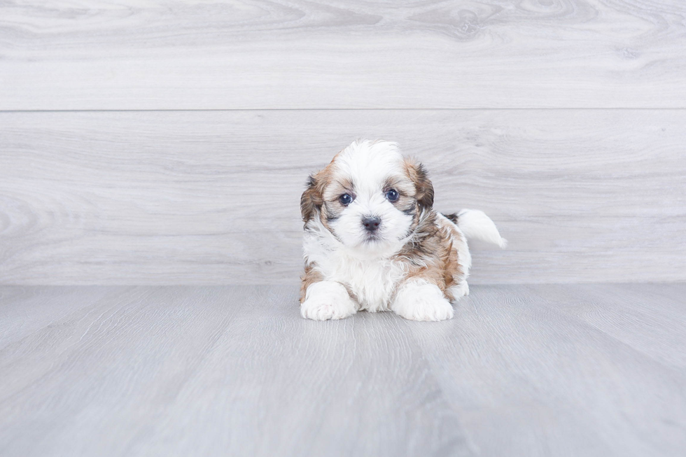 Little Shichon Designer Puppy