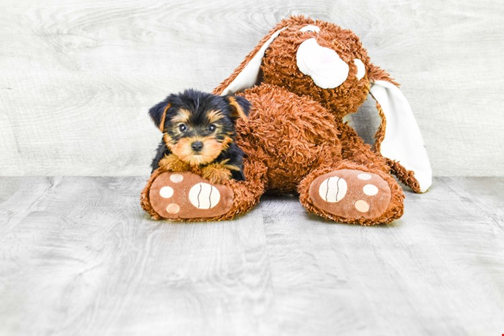 Meet Mika - our Yorkshire Terrier Puppy Photo 