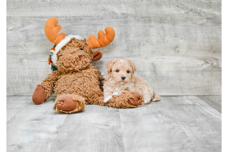 Maltipoo Puppy for Adoption