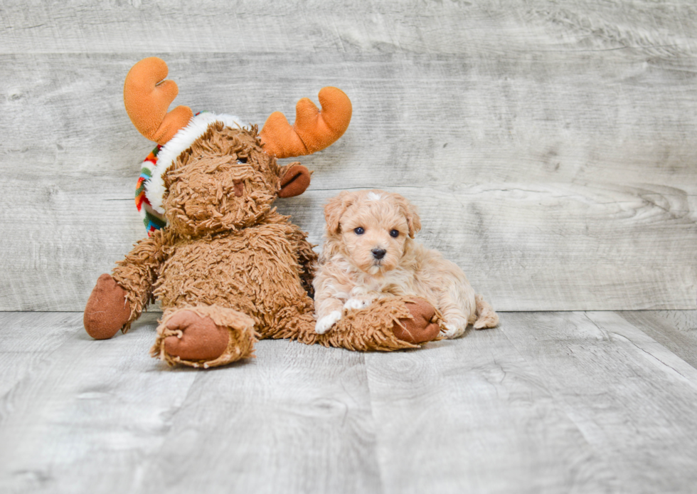 Maltipoo Puppy for Adoption