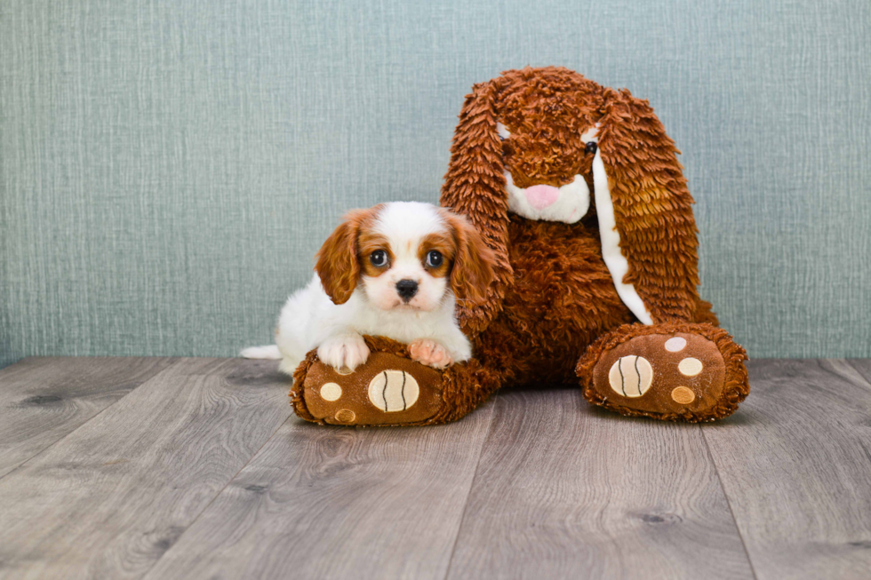 Cavalier King Charles Spaniel Puppy for Adoption