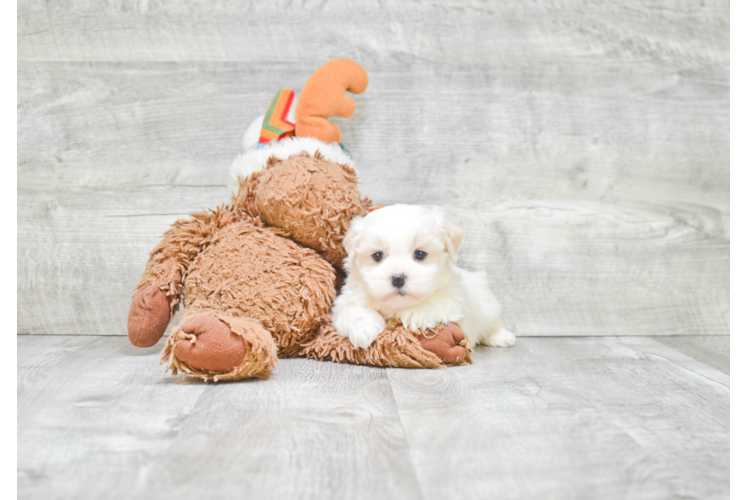 Teddy Bear Puppy for Adoption