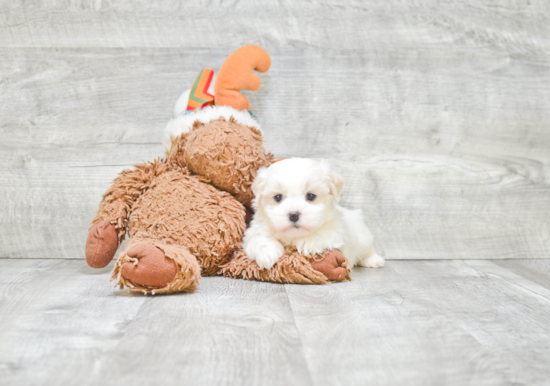 Teddy Bear Puppy for Adoption