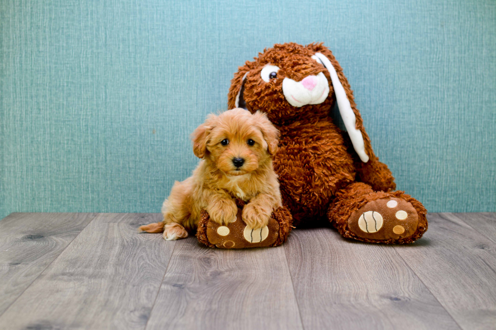 Cavapoo Puppy for Adoption