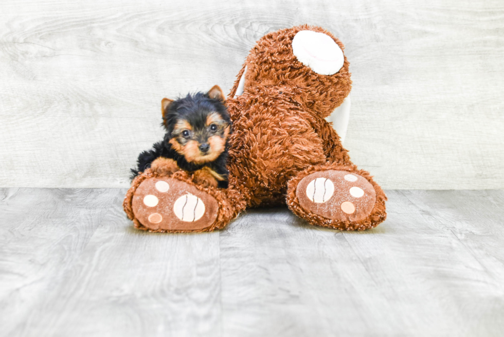 Meet Ronaldo - our Yorkshire Terrier Puppy Photo 