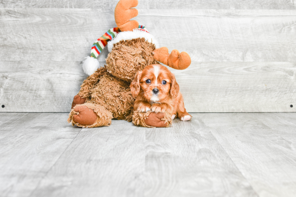 Hypoallergenic Cavalier King Charles Spaniel Baby