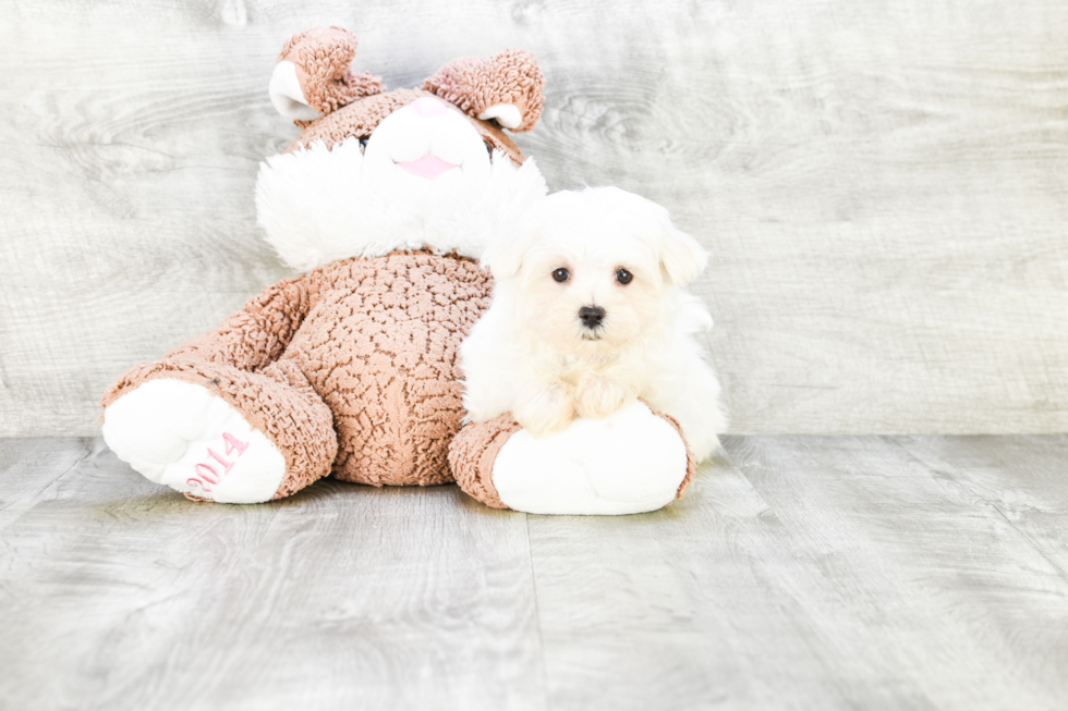 Friendly Maltese Purebred Pup