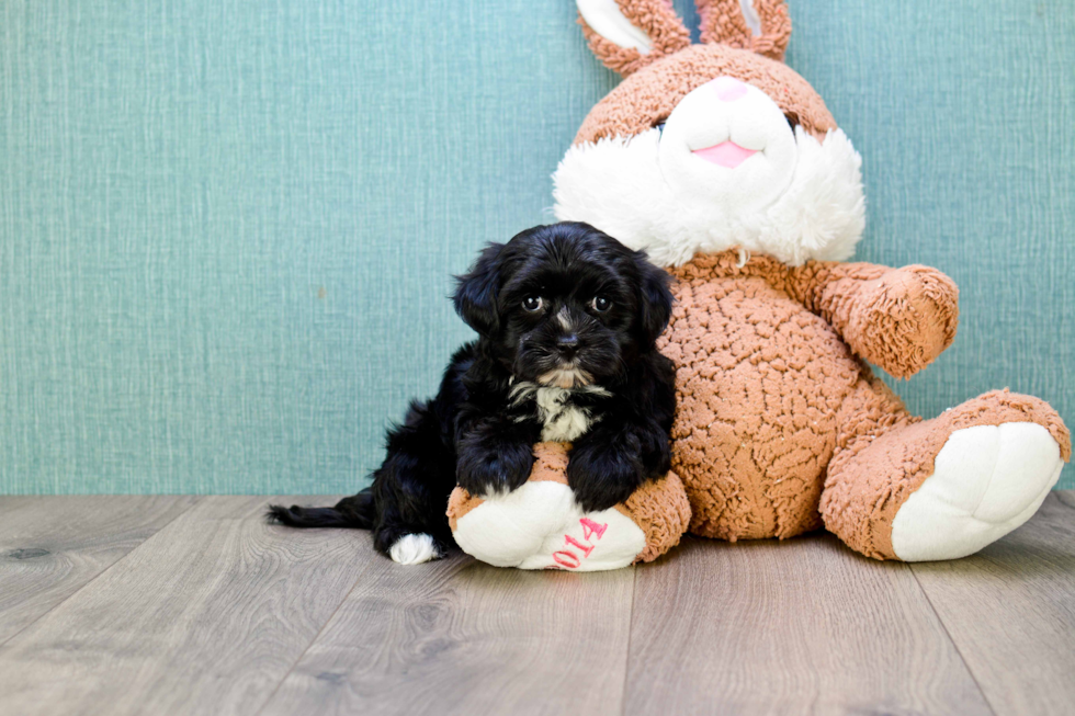 Morkie Pup Being Cute