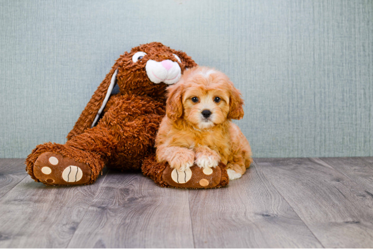 Adorable Cavoodle Poodle Mix Puppy