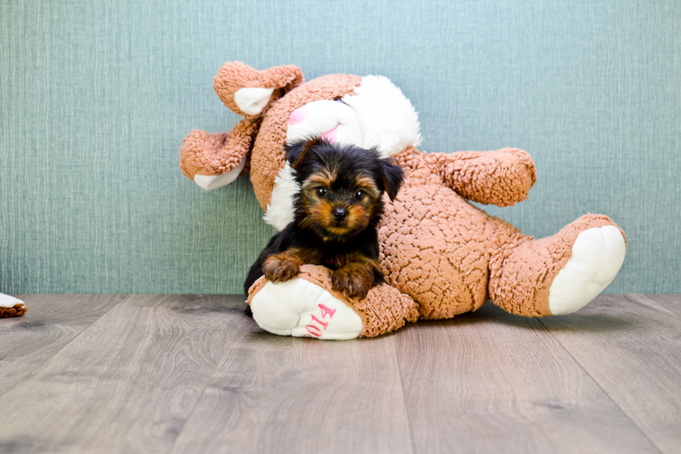 Meet Bella - our Yorkshire Terrier Puppy Photo 