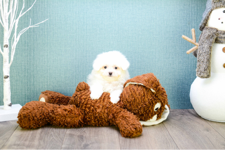 Maltipom Pup Being Cute