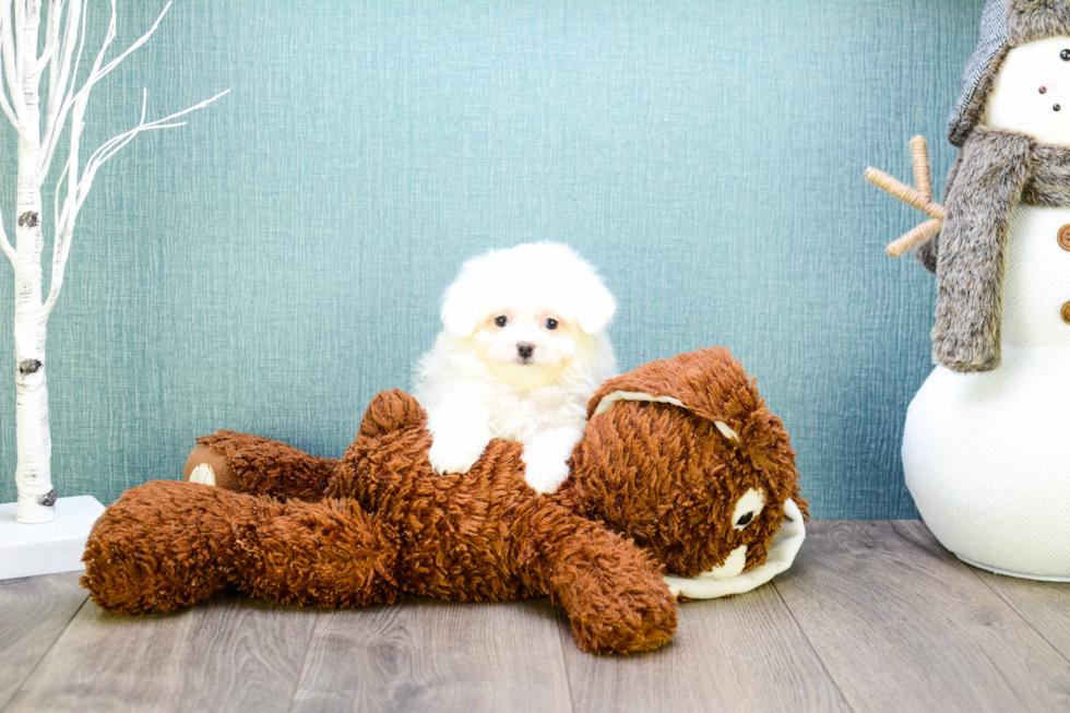 Maltipom Pup Being Cute