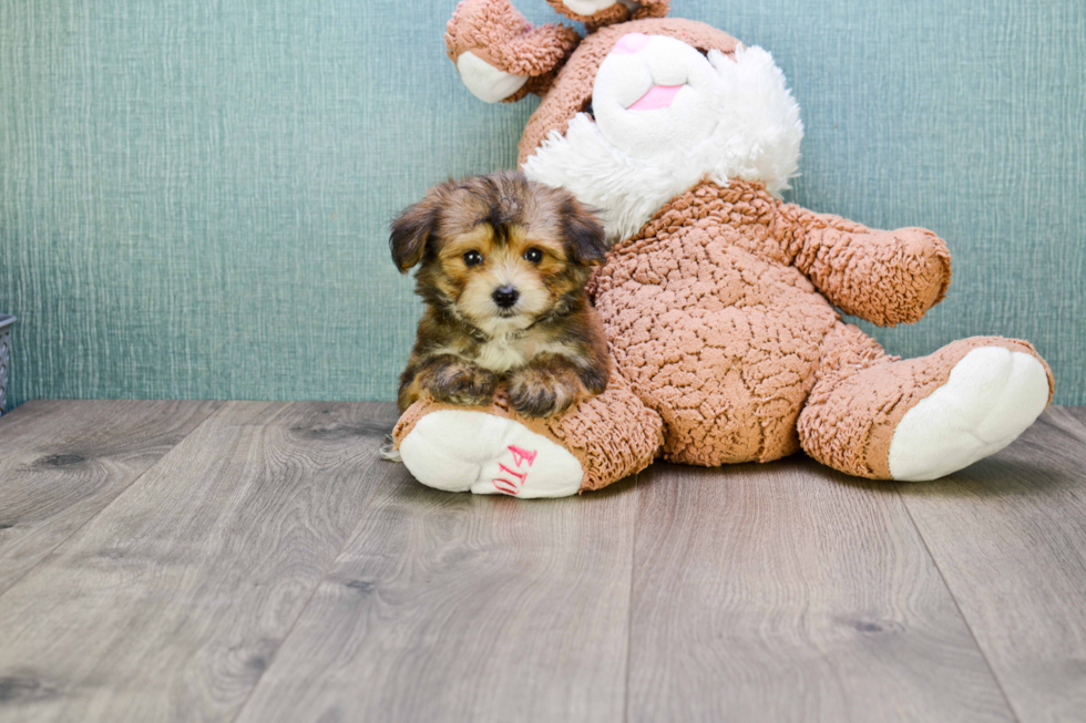 Cute Morkie Baby