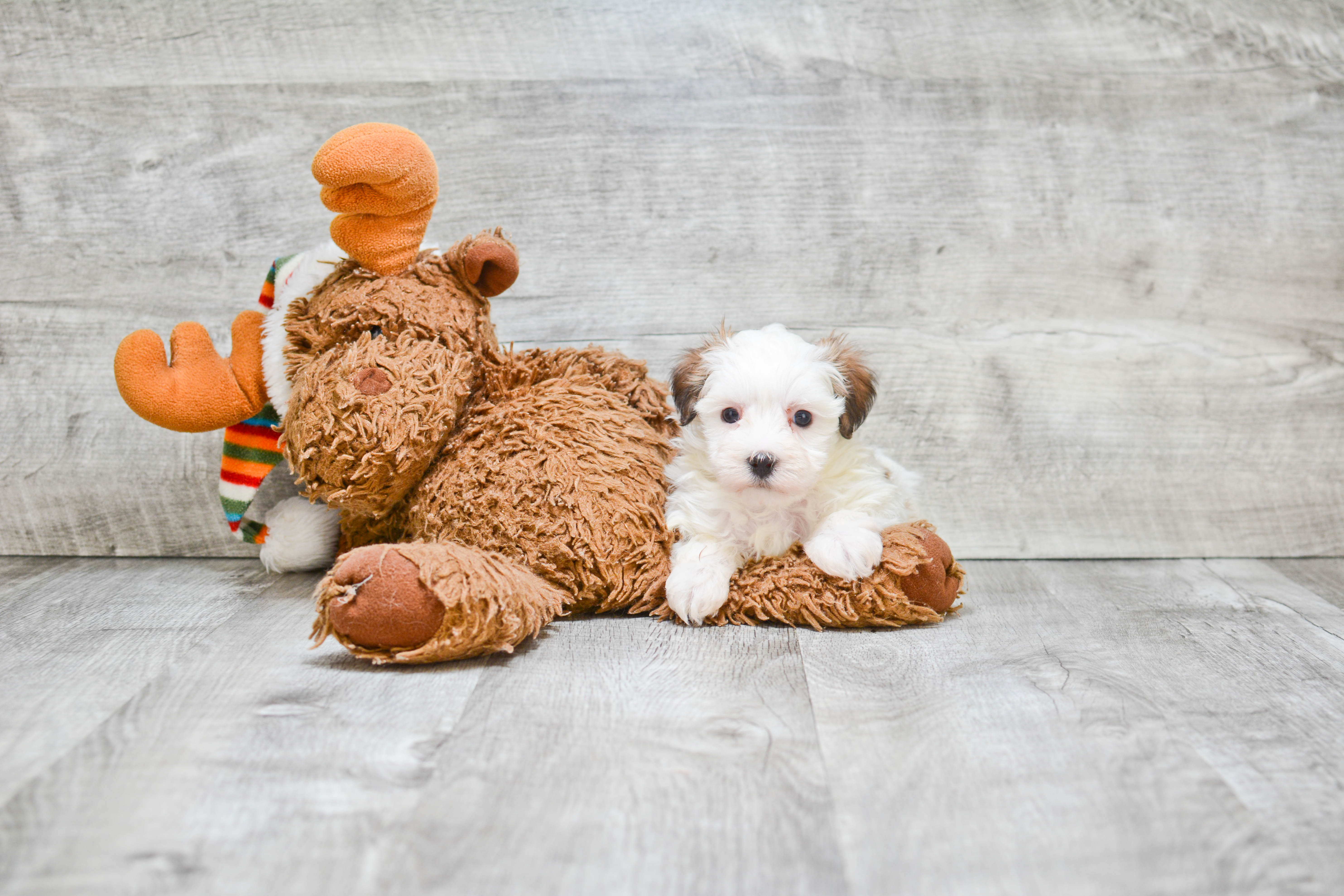 Morkie Puppy for Adoption