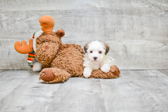 Morkie Puppy for Adoption