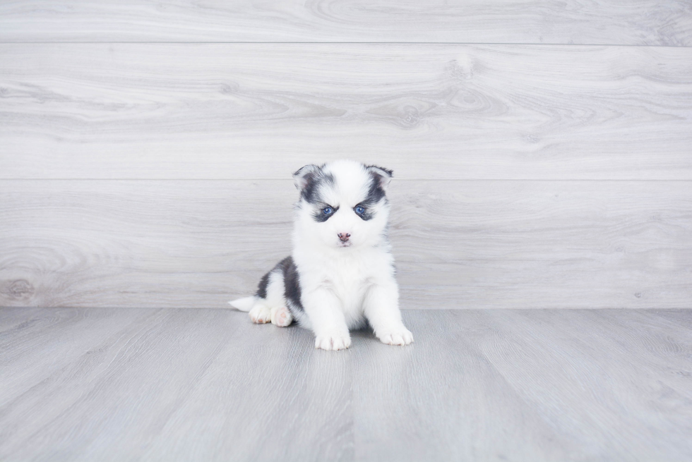 Adorable Mini Husky Designer Puppy