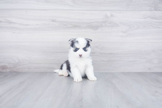 Adorable Mini Husky Designer Puppy