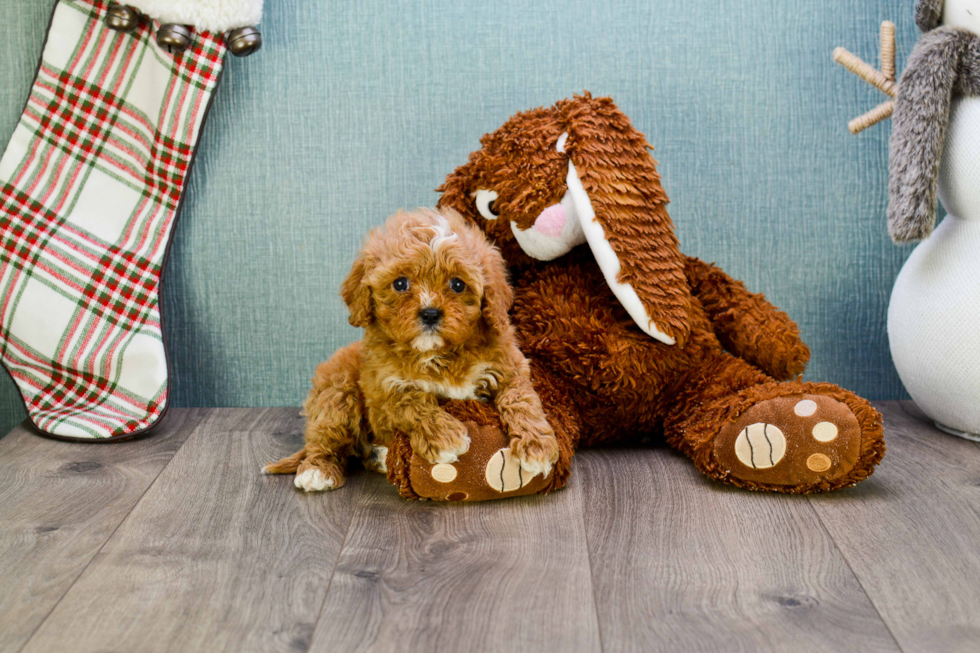 Cavapoo Pup Being Cute