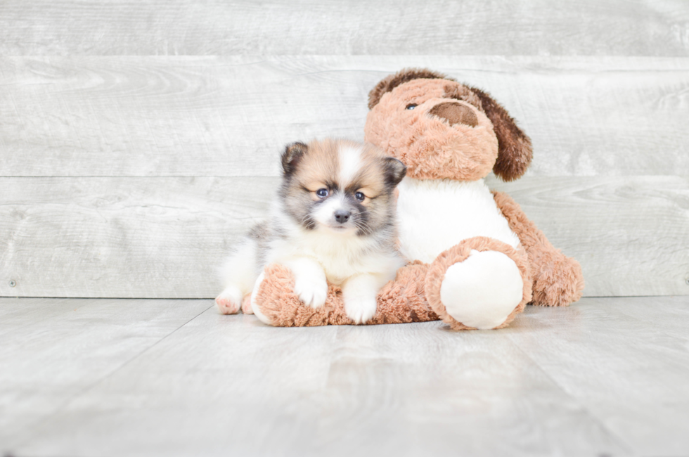 Sweet Pomeranian Purebred Puppy