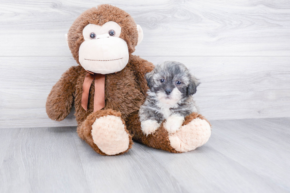 Cute Teddy Bear Baby