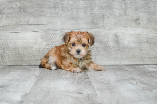 Morkie Pup Being Cute