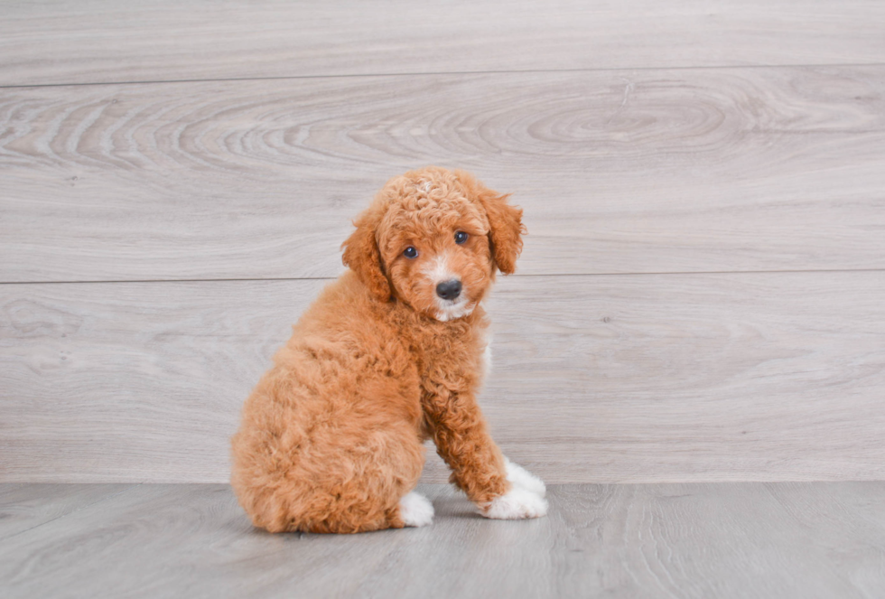 Best Mini Goldendoodle Baby