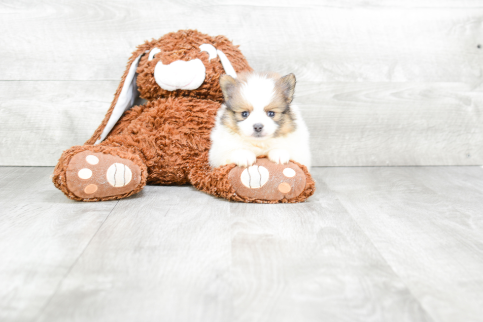 Pomeranian Puppy for Adoption