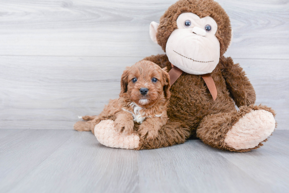 Cavapoo Pup Being Cute