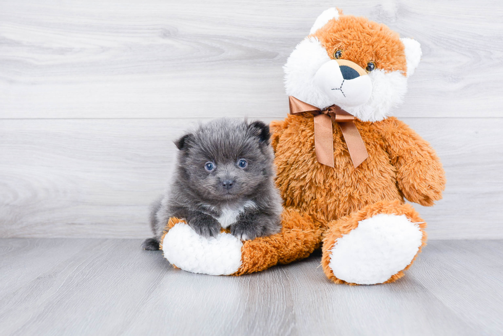 Funny Pomeranian Baby