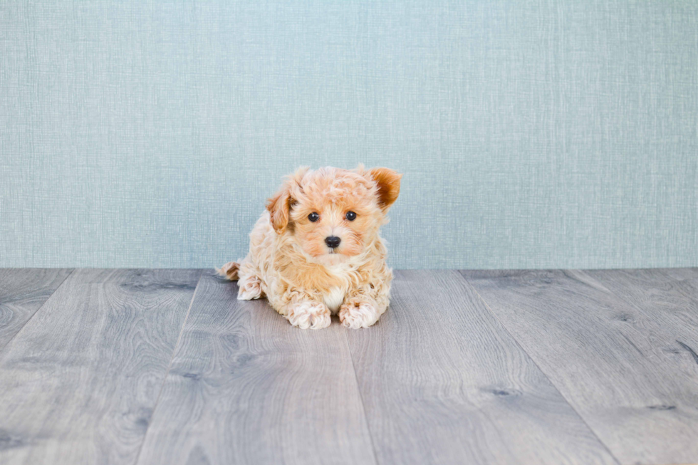 Playful Maltepoo Poodle Mix Puppy