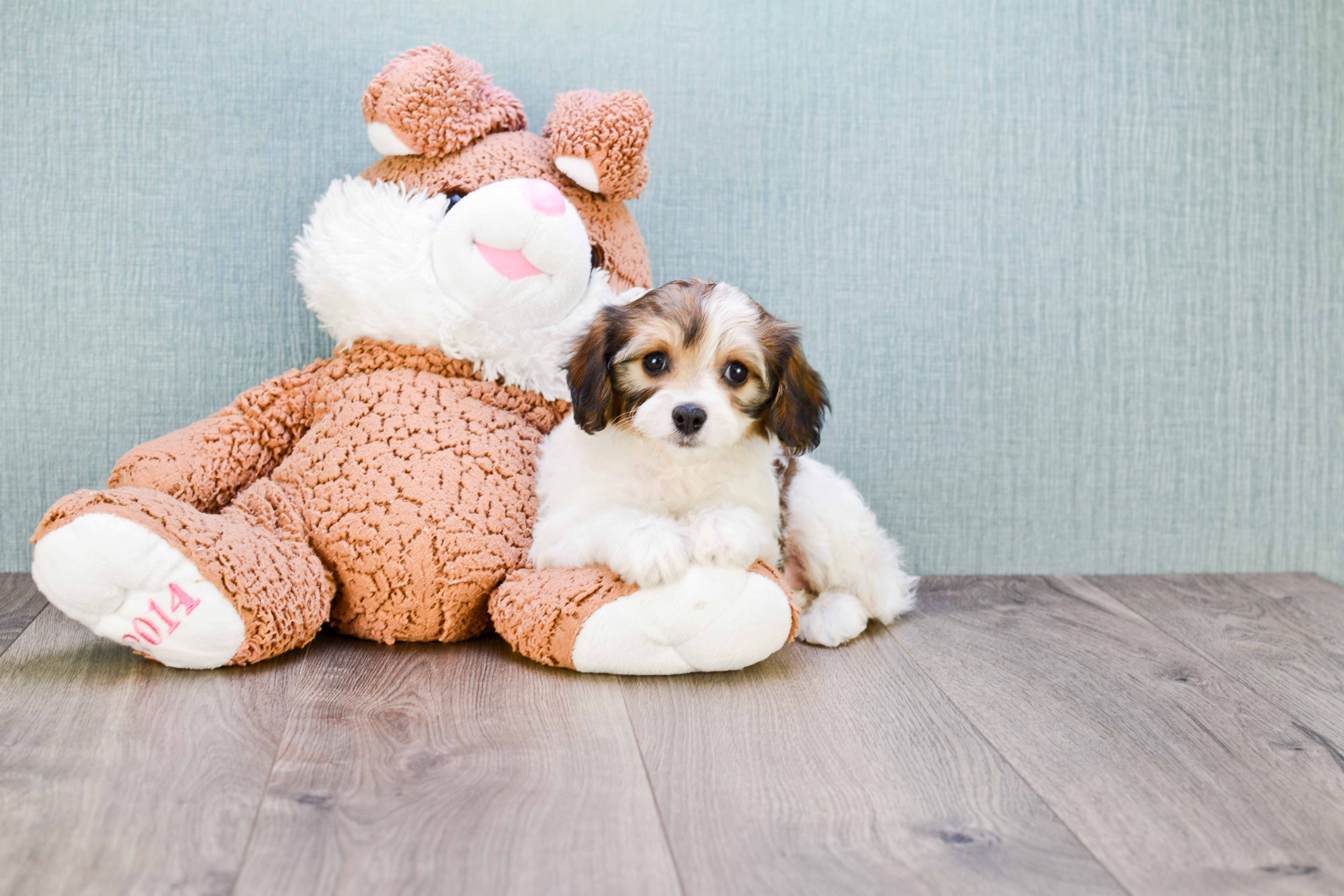 Cavachon Puppy for Adoption