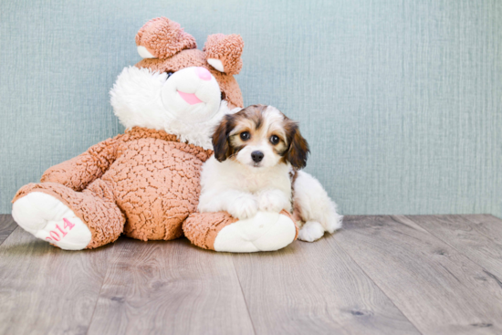 Cavachon Puppy for Adoption