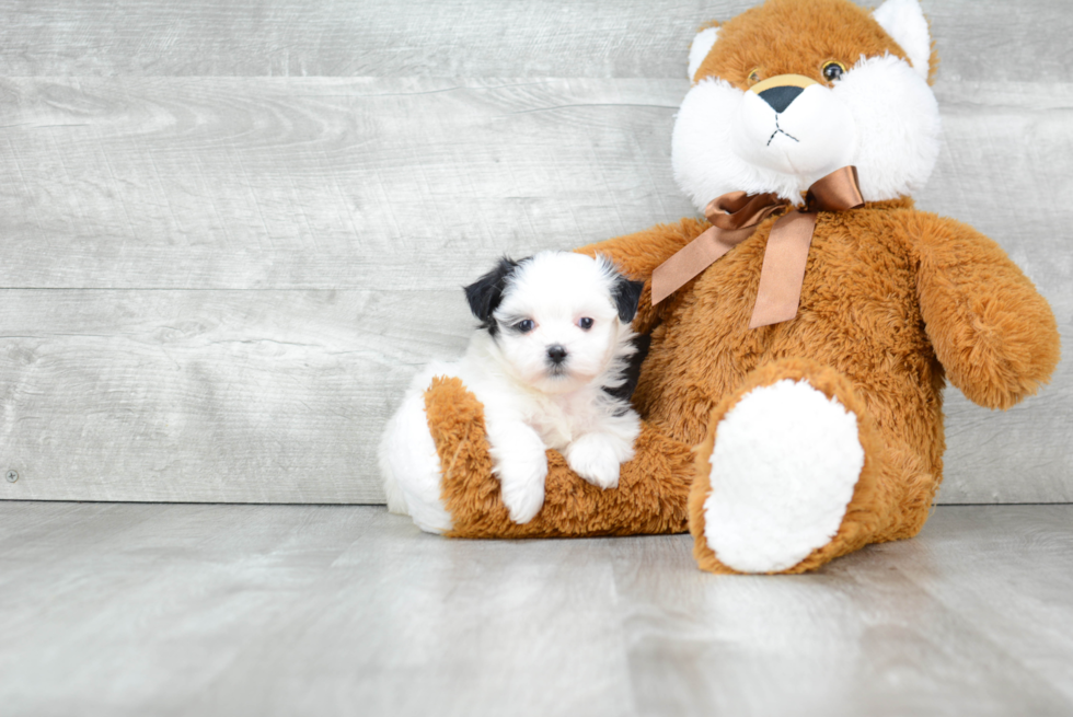 Playful Shichon Designer Puppy