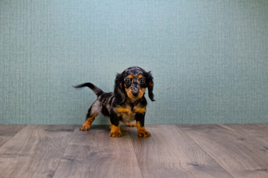 Cute Dachshund Purebred Pup