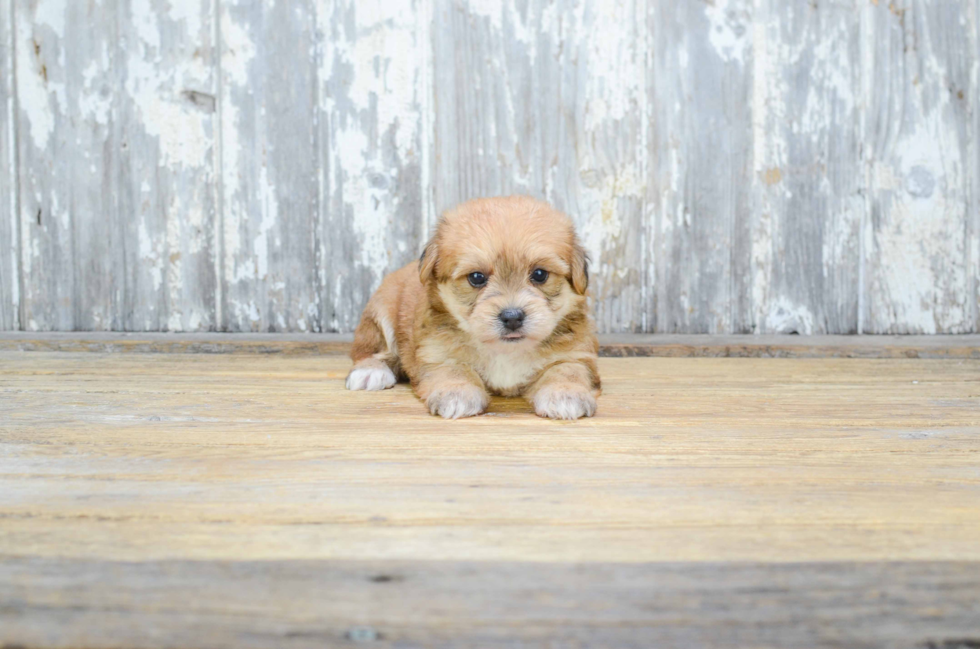 Adorable Yorkie Designer Puppy