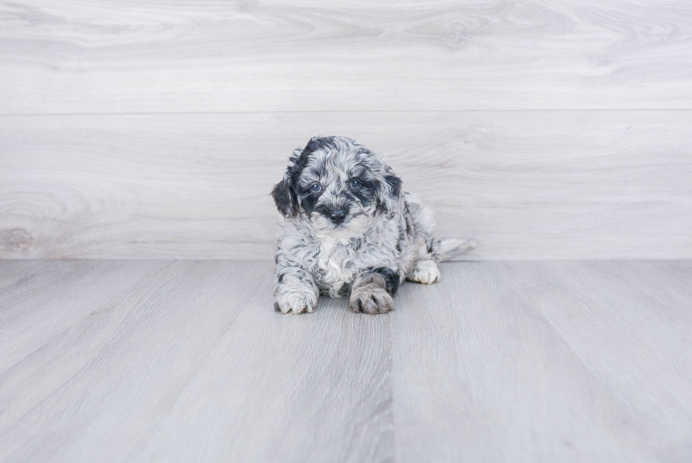 Cute Mini Goldendoodle Baby