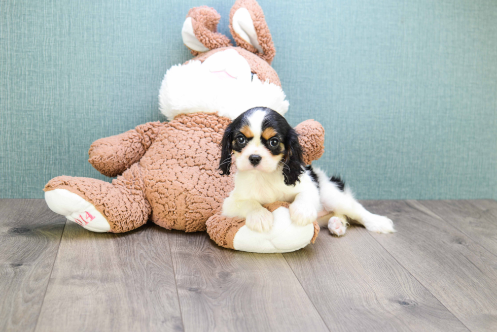 Little Cavalier King Charles Spaniel Purebred Pup