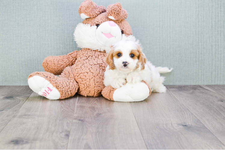Playful Cavoodle Poodle Mix Puppy