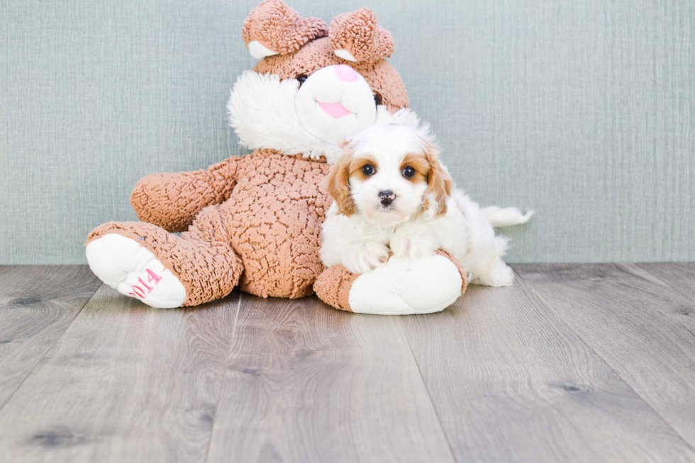 Playful Cavoodle Poodle Mix Puppy