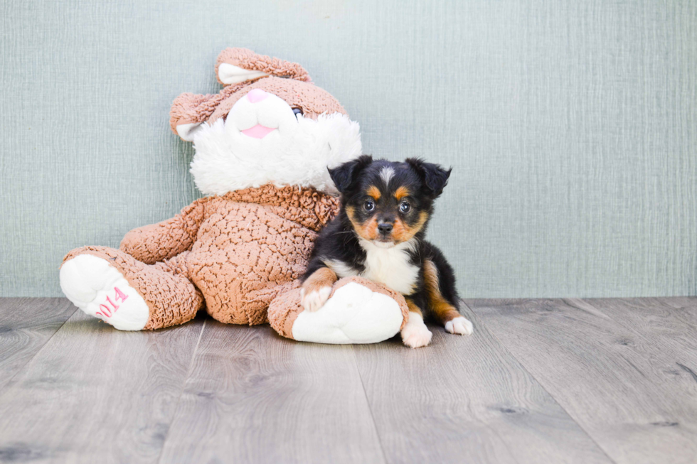 Mini Aussiedoodle Puppy for Adoption