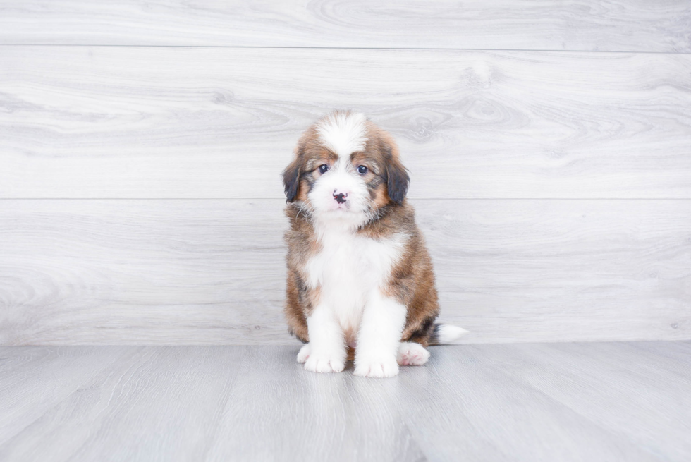 Best Mini Bernedoodle Baby