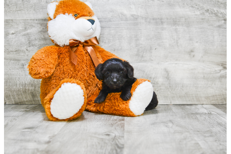 Mini Labradoodle Pup Being Cute